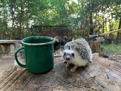 Basic Care for Pet Hedgehogs