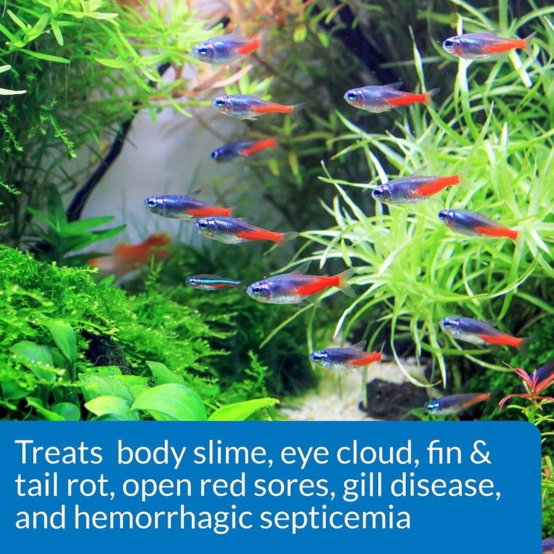 API Fin and Body Cure Treats Bacterial Fish Disease External and Internal - Scales & Tails Exotic Pets