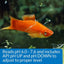 API pH Test and Adjuster Kit for Freshwater Aquariums - Scales & Tails Exotic Pets