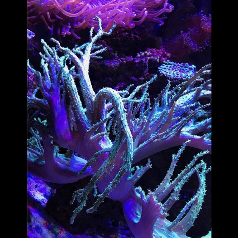 Seachem Reef Fusion 2 Raises Corbonate Alkalinity, Maintains Calcium and Alkalinity Levels in Aquariums - Scales & Tails Exotic Pets